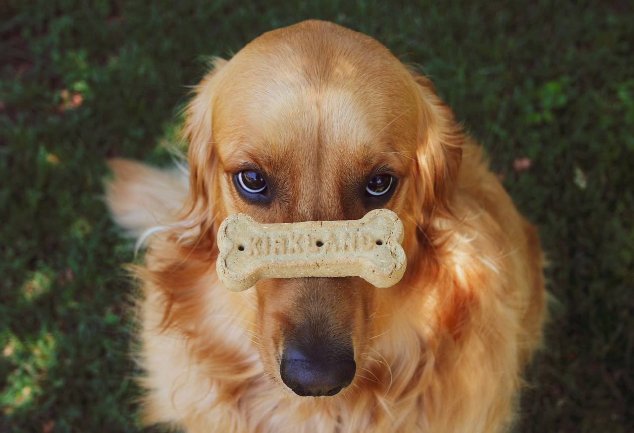 Il cane deve andare dal dottore