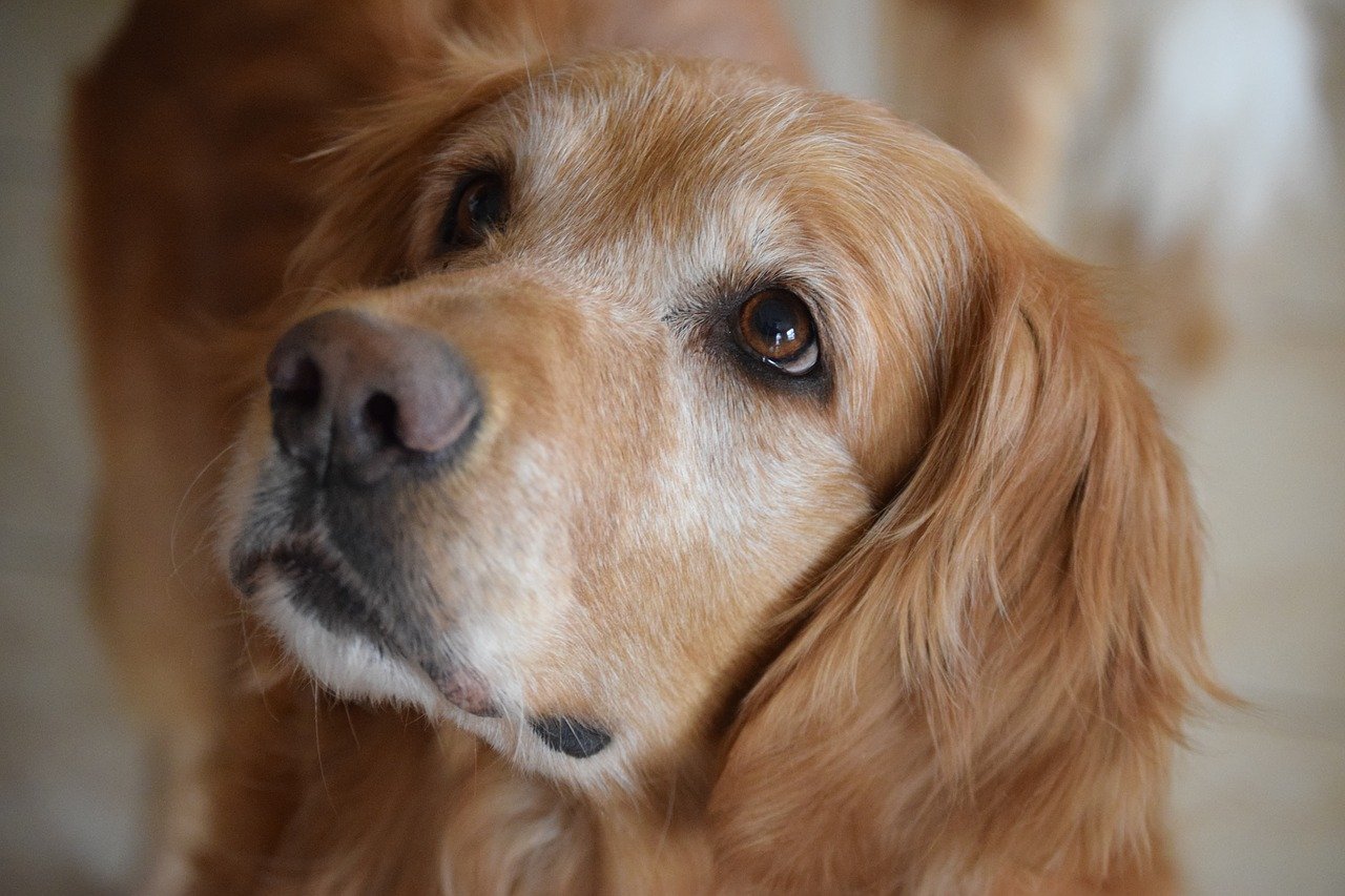 Cane con i suoi proprietari