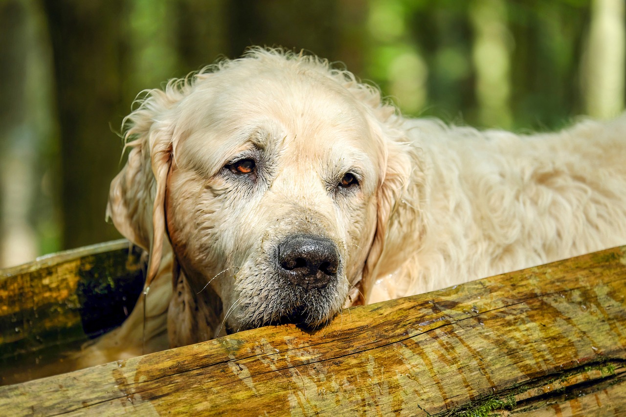 Golden Retriever scivola