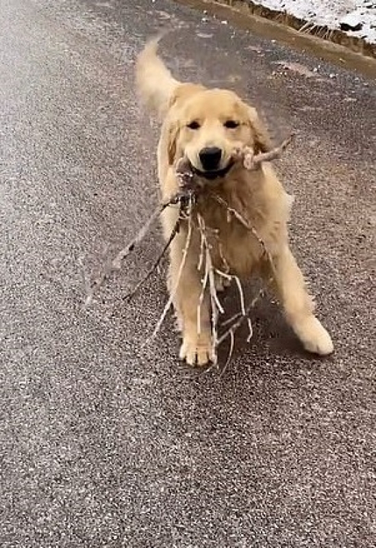 Cucciolo con ramoscelli nella bocca