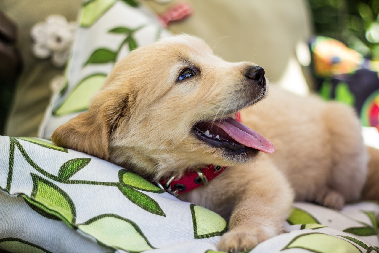 Golden Retriever terapista in ospedale per i piccoli pazienti