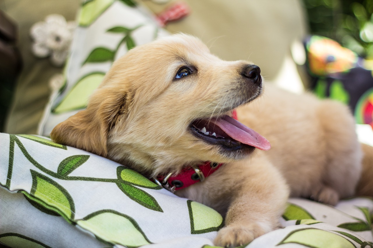 Golden Retriever terapista