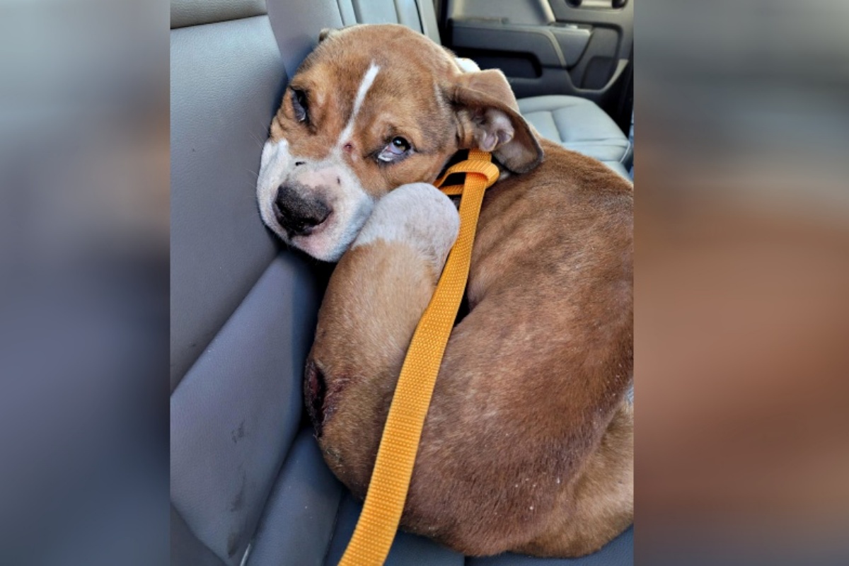 Poliziotto interviene per salvare un cane in difficoltà e pochi giorni dopo prende una decisione che ha cambiato la sua vita