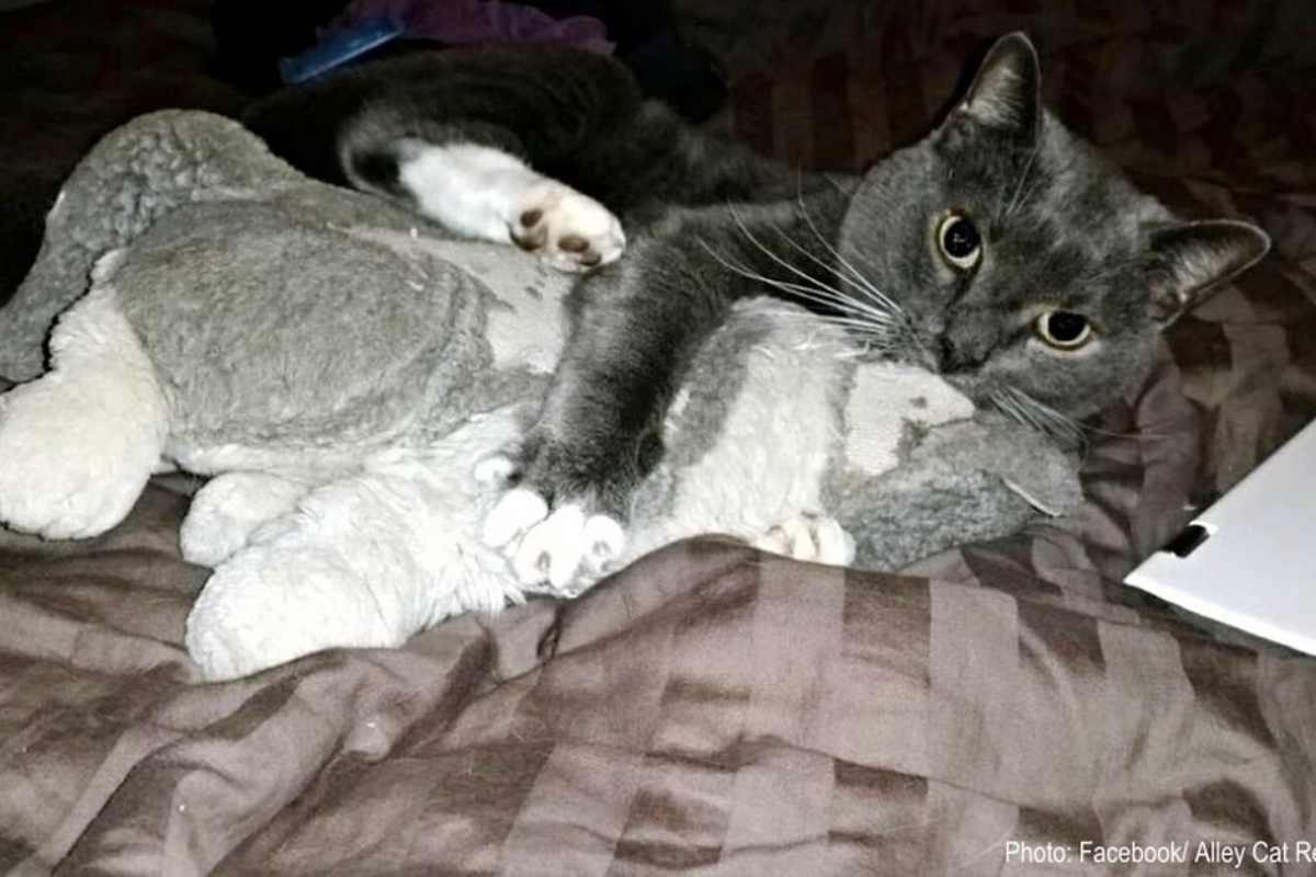 Il gatto si aggrappa al suo amato peluche, dopo la morte del suo amico umano: la triste storia di Hoonie