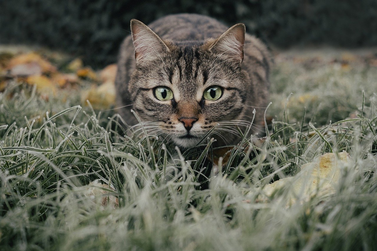 mamma nasconde i gattini