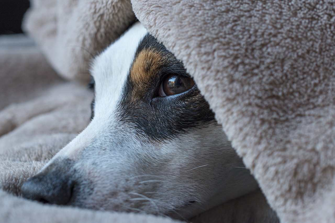 Jack Russell in trappola per 12 ore