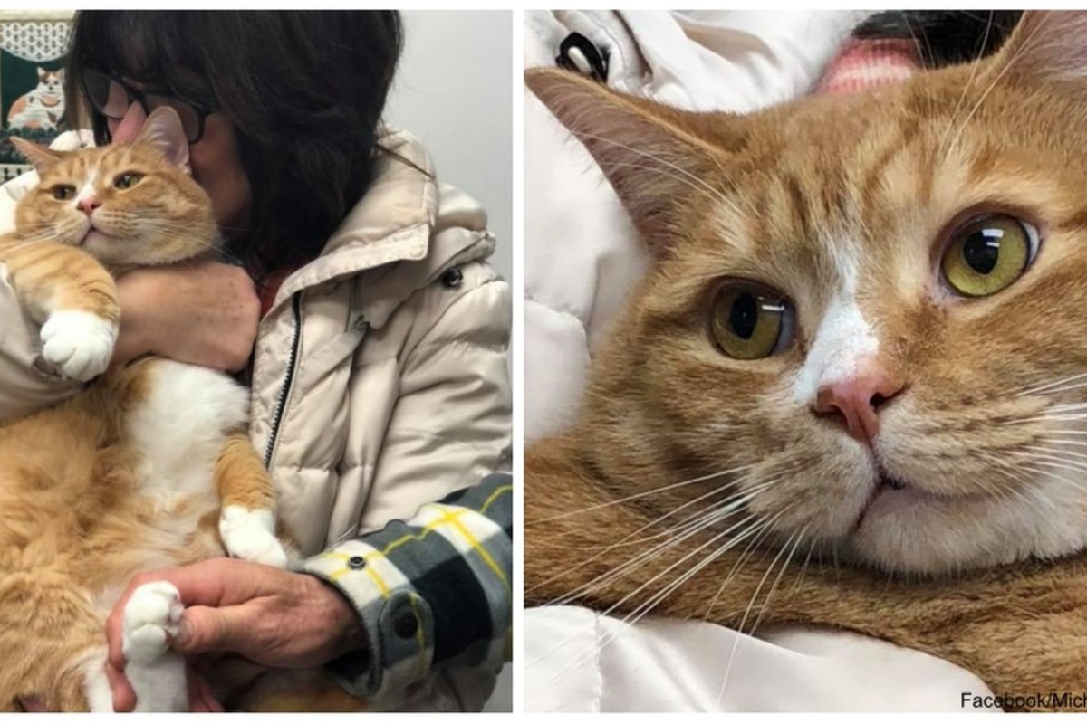 La storia di Jacque, il gatto abbandonato perché troppo dolce: le parole della sua amica umana