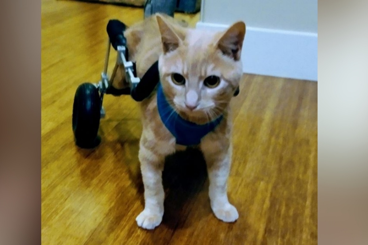La storia di Joe, il gatto affetto da una grave disabilità