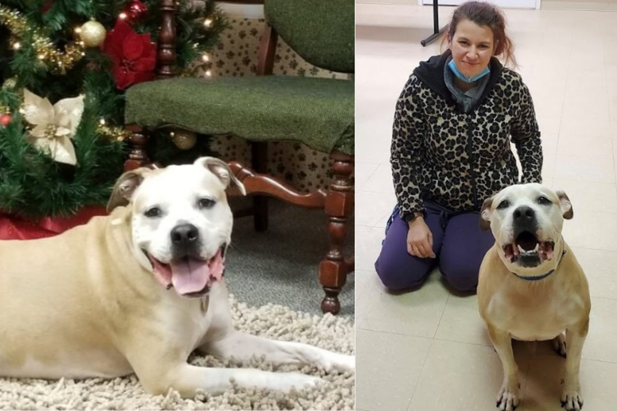 “Dopo 8 lunghi anni ho potuto riabbracciare il mio cane Junior, i ladri me lo hanno portato via!”