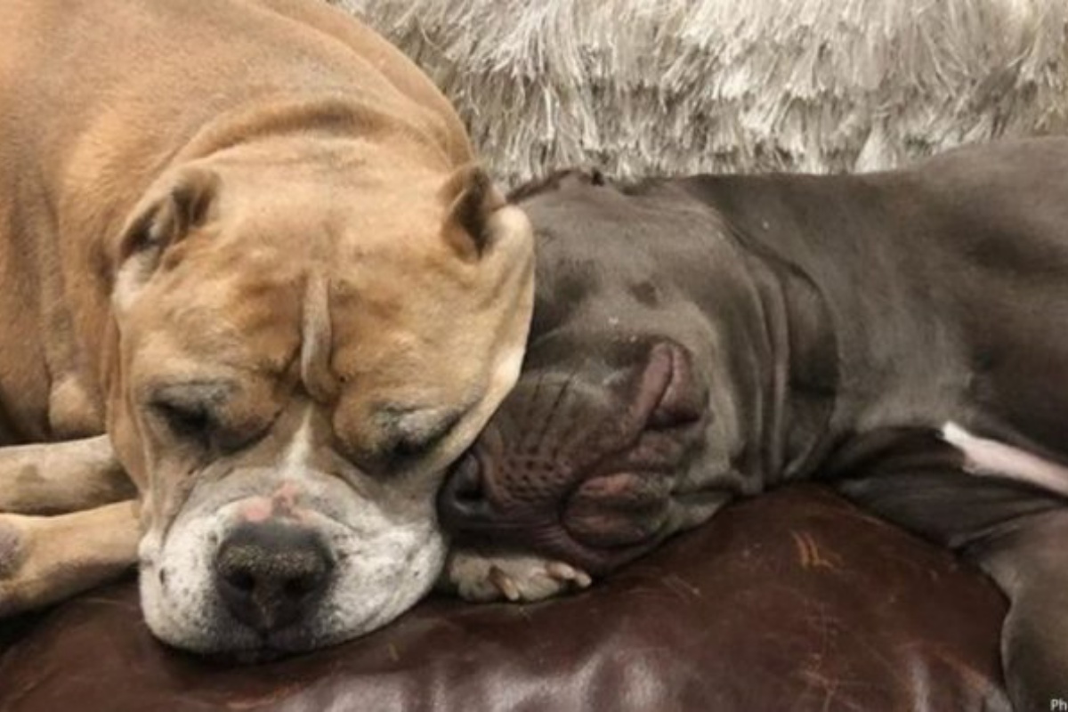 L’attrice Kaley Cuoco adotta Petunia, ma pochi mesi dopo la cucciola perde la vita