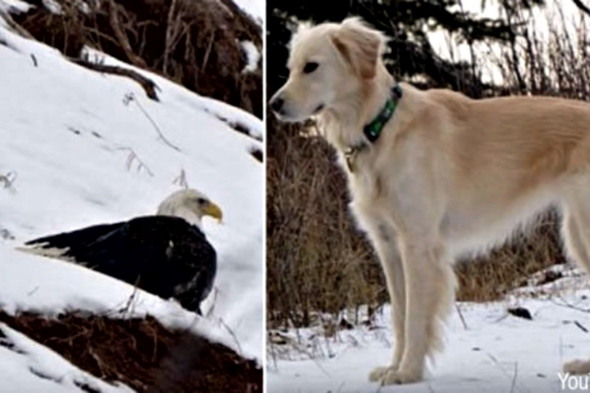 “È stato proprio lui a salvarla!” Kenai il cane eroe che ha salvato un’aquila