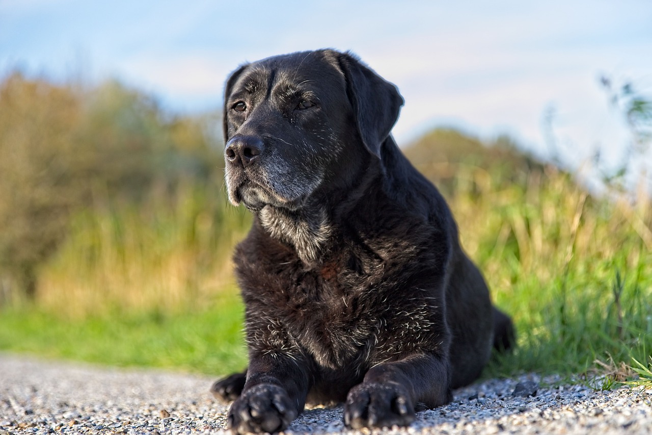 La storia del cane anziano