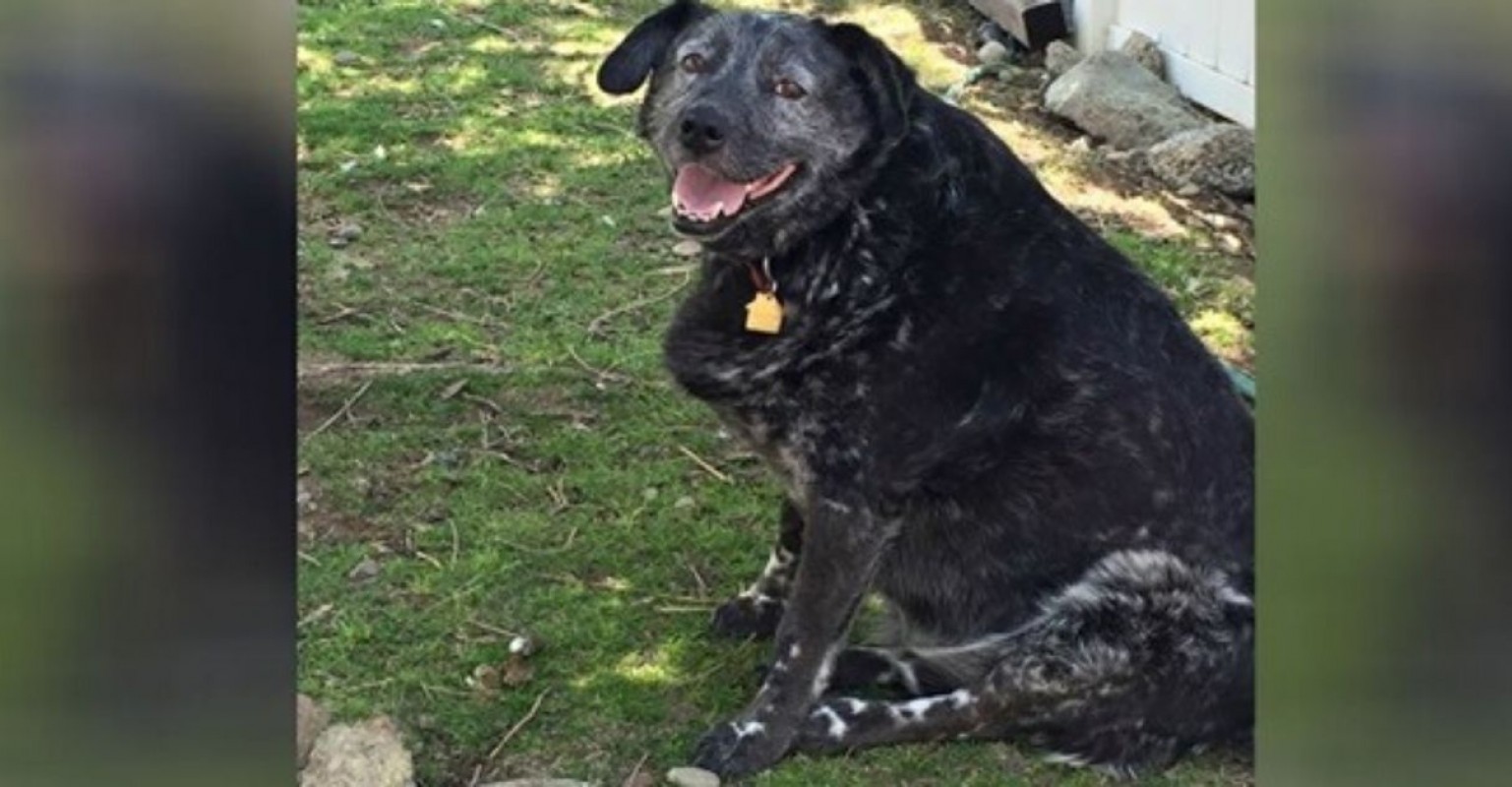 Il cagnolone che si chiama Ricky Bobby