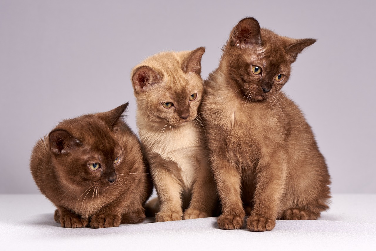 Adozione dei gatti nel rifugio