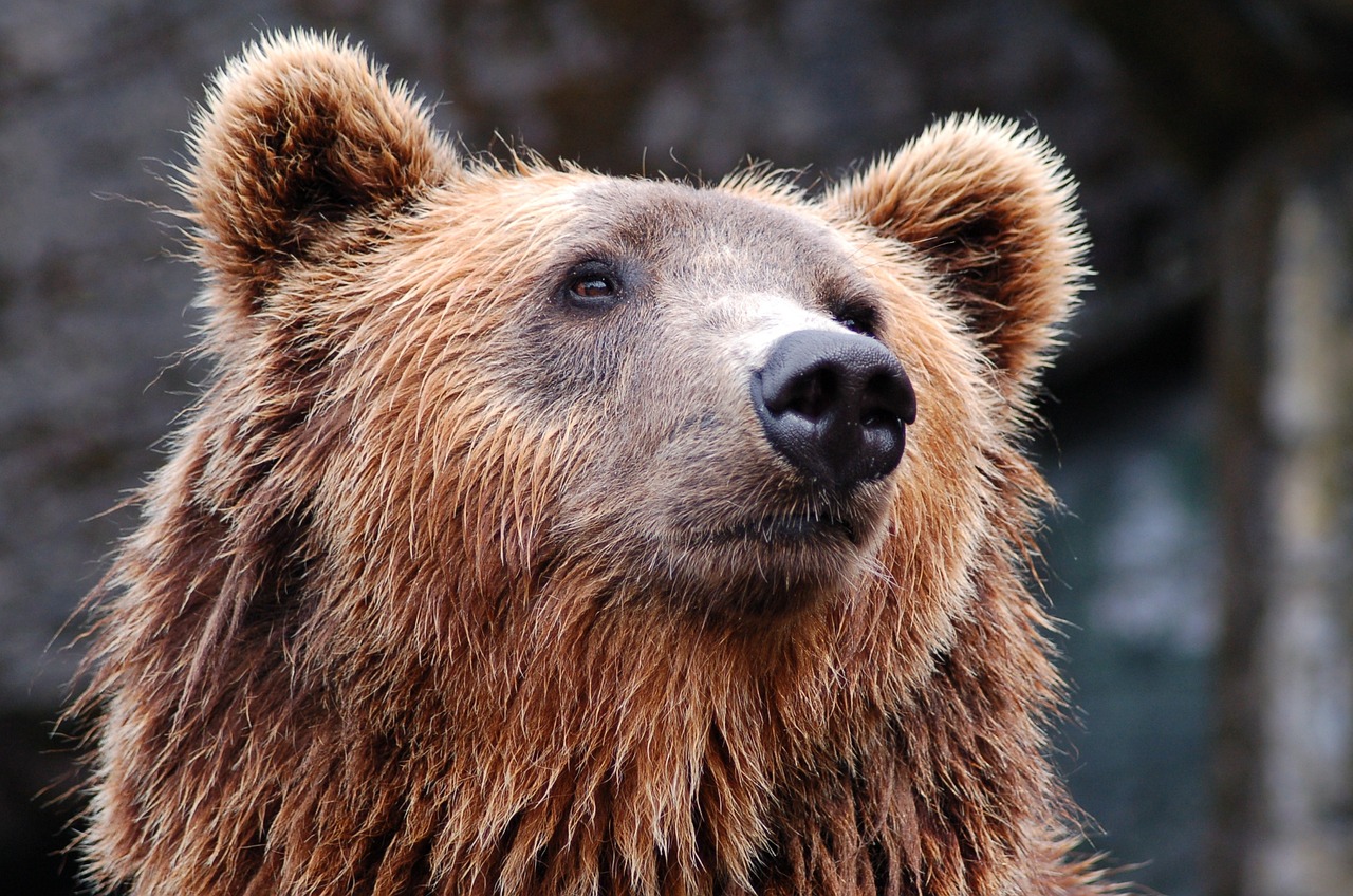 Liberare gli orsi in Trentino