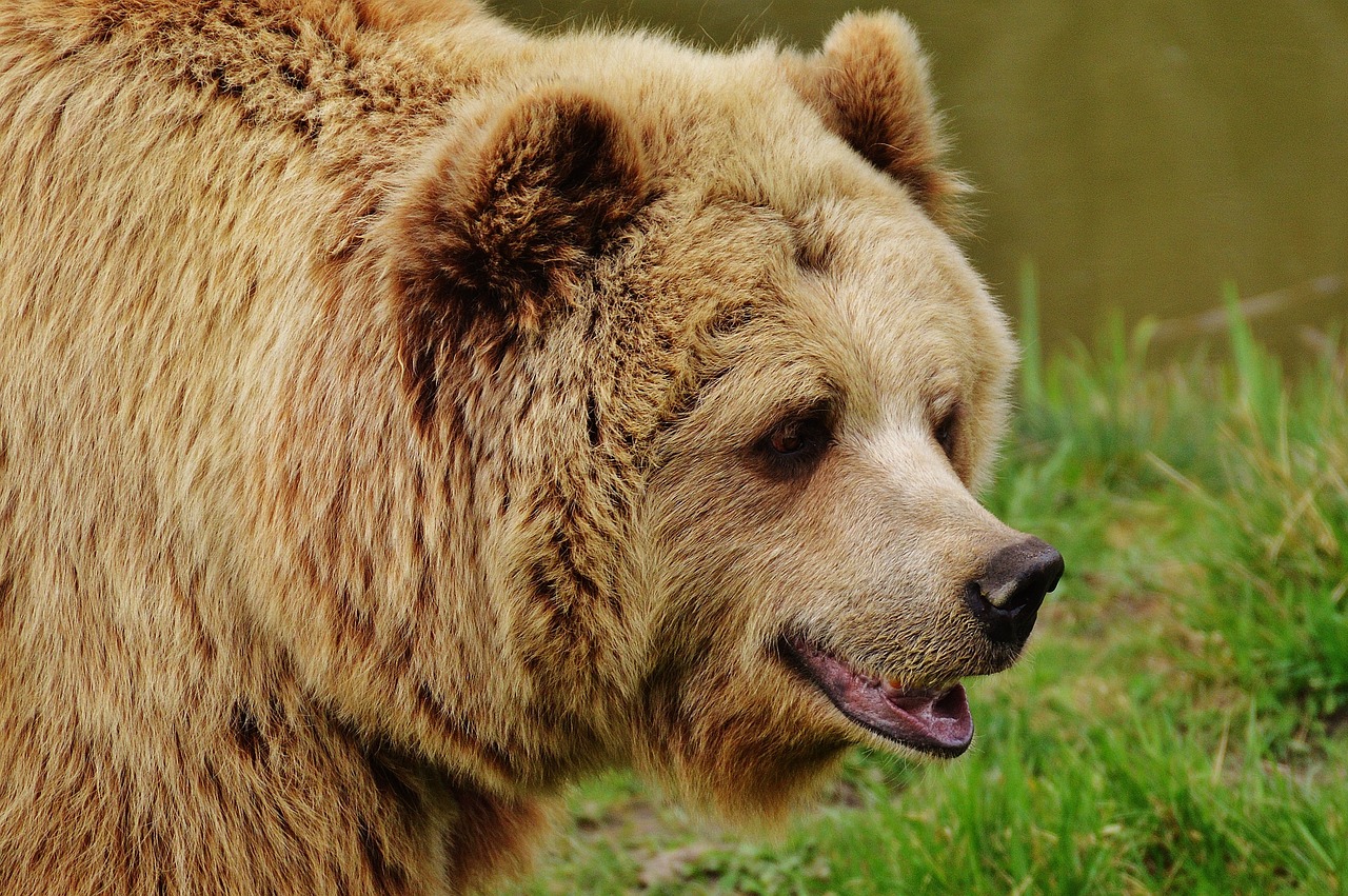 Animali selvatici cresciuti in cattività