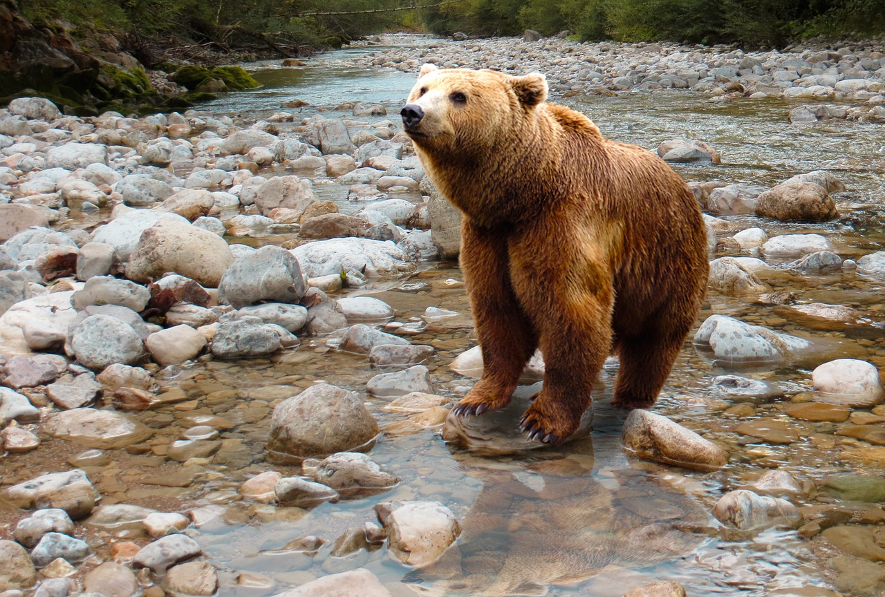 Animali selvatici in libertà