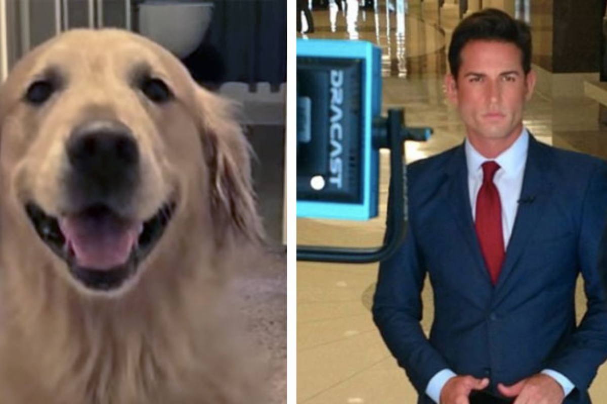 Giornalista televisivo aiuta la famiglia a ritrovare la loro cagnolina scomparsa. Cosa ha fatto il ragazzo