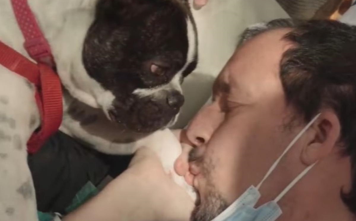 Mabel, il cane che ha salvato il suo proprietario con lesioni celebrali: la storia