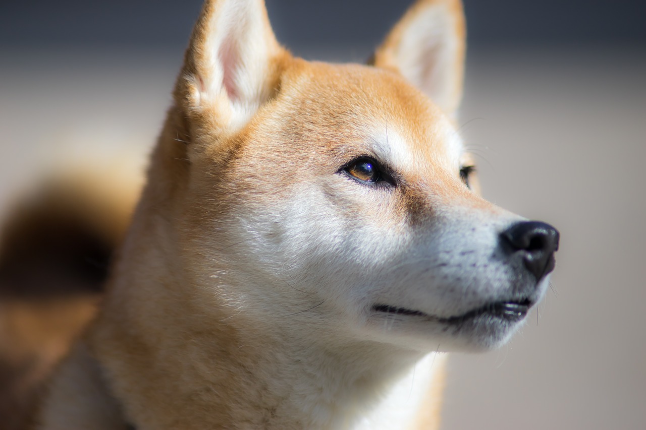 Mamma chiede al cane di abbaiare dolcemente: come ha risposto lo Shiba Inu?