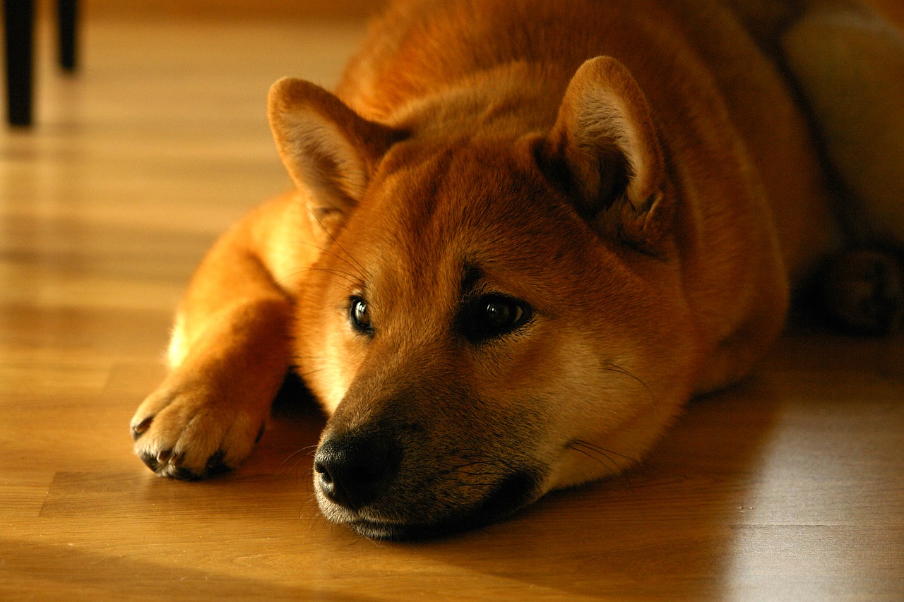 Shiba Inu sul pavimento di casa