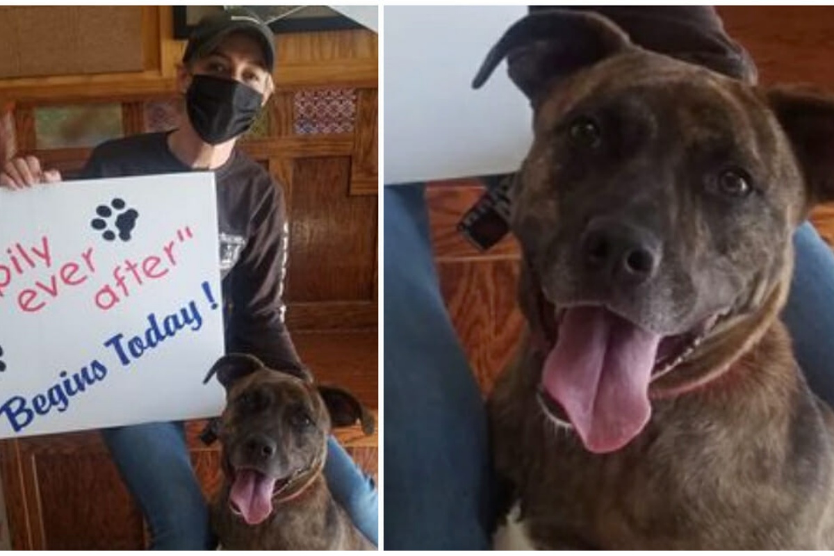Arrivato un nuovo aggiornamento sulla pit bull “sciocca”: ha passato 2 anni nel rifugio