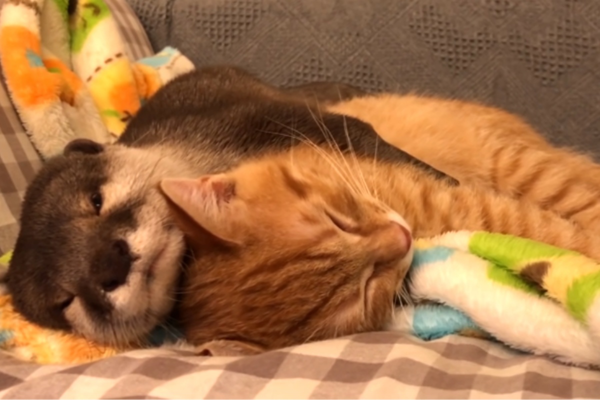 “I miei animali domestici non sono come tutti gli altri!”