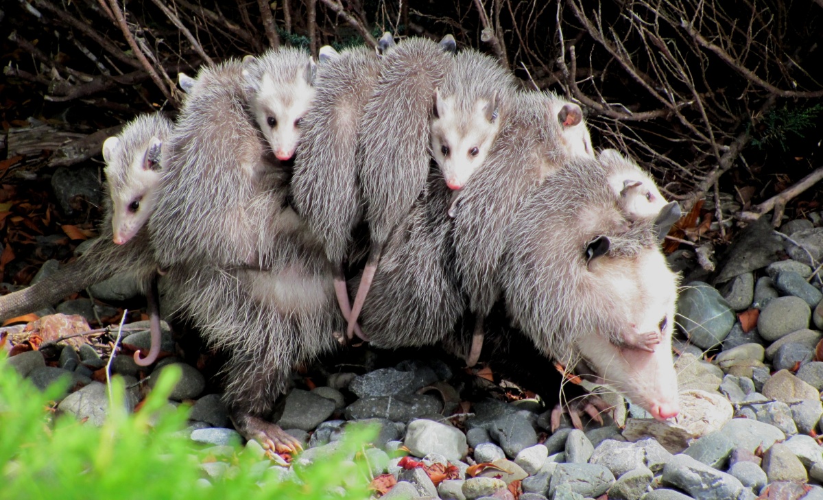 Il salvataggio dell'opossum