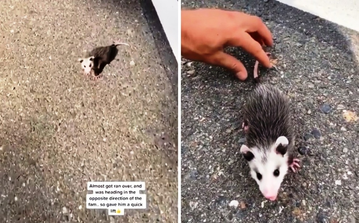 Il salvataggio dell'opossum 
