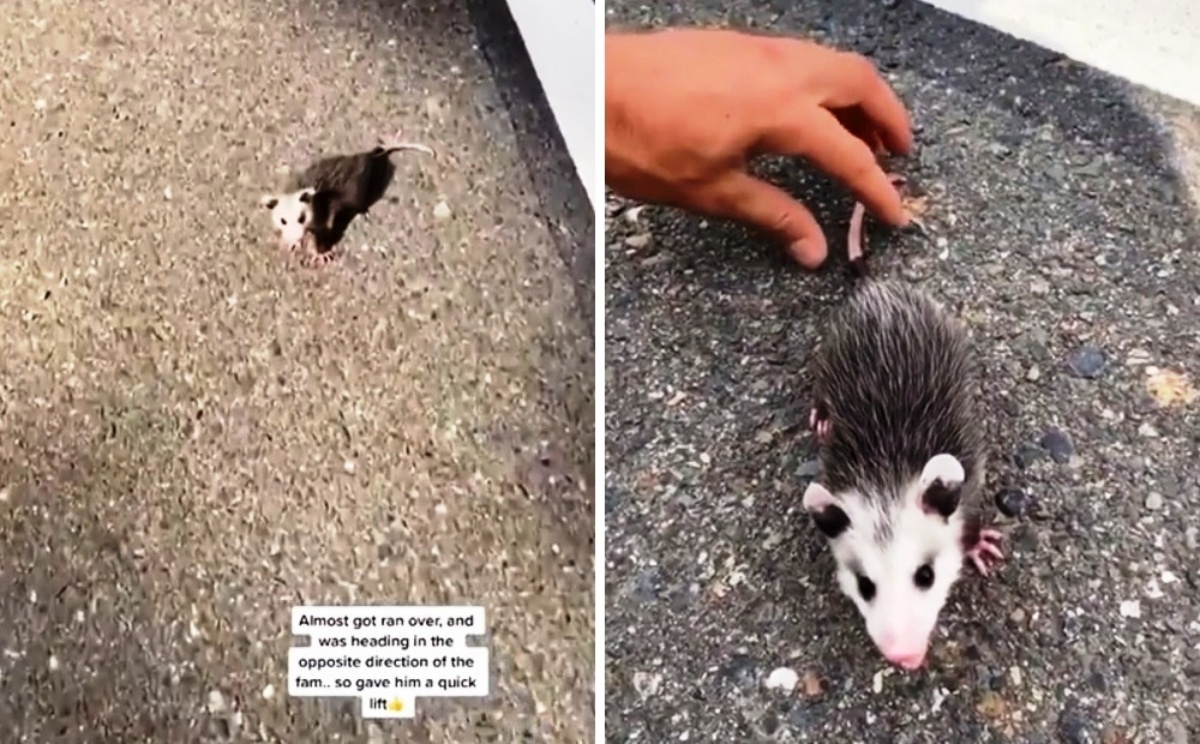 Il salvataggio dell'opossum