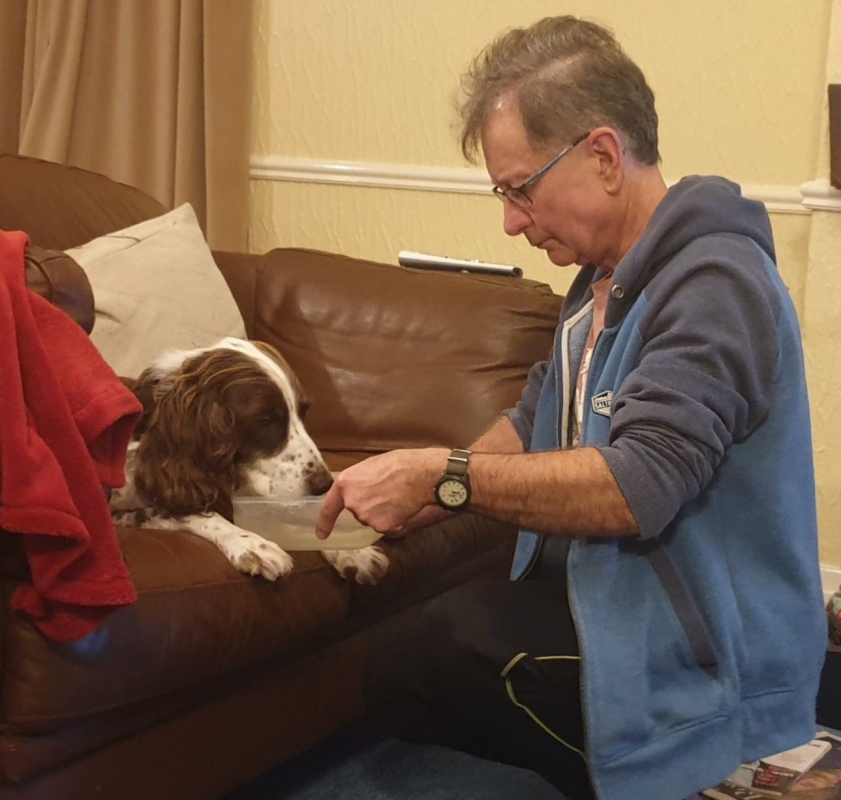 Springer spaniel malato accudito dal padre