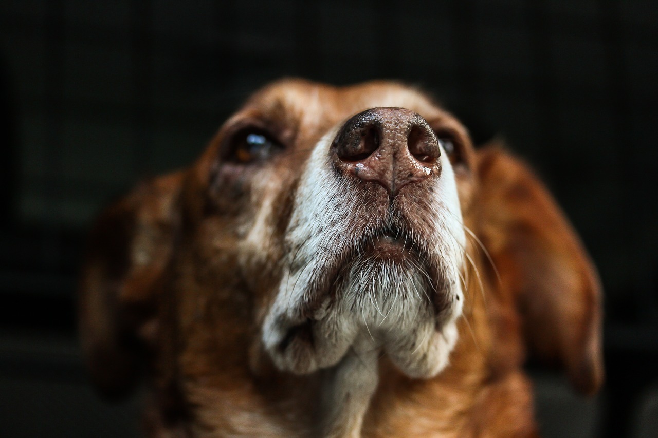 cane salvato dentro un tubo