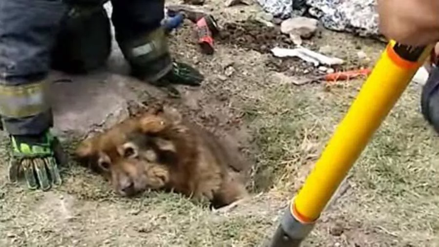 Papu il cucciolo che è stato salvato