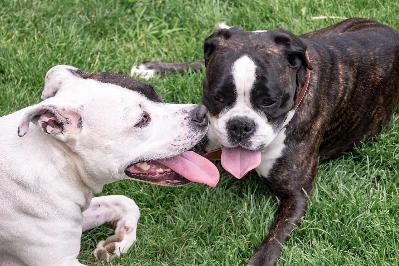 Qual è la razza di cani meno impegnativa