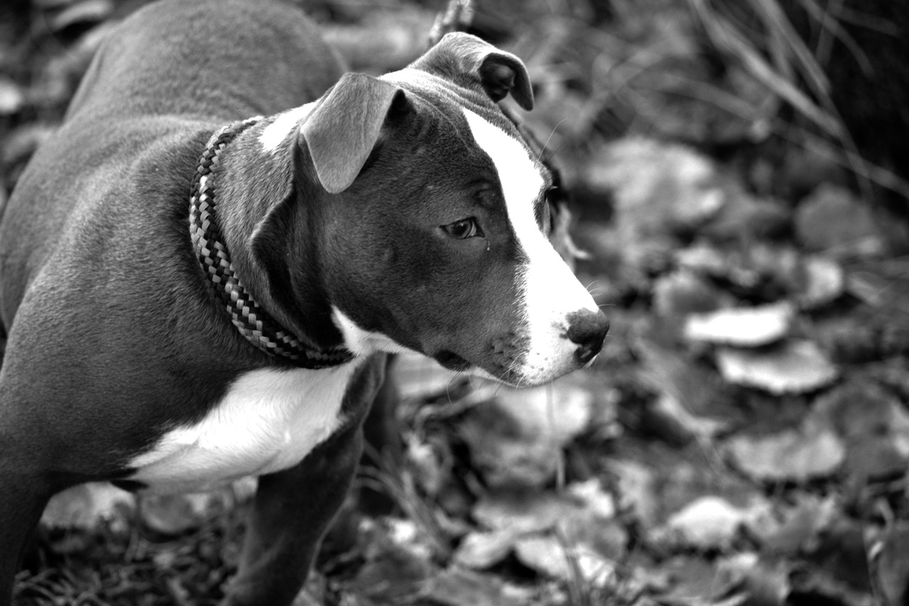 American Staffordshire Terrier