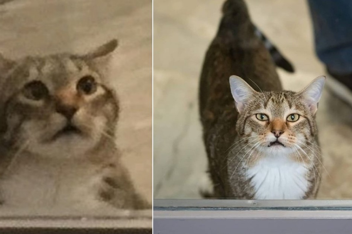 “Siamo stati costretti a mettere il gatto in isolamento!” Il motivo dietro la decisione dei volontari