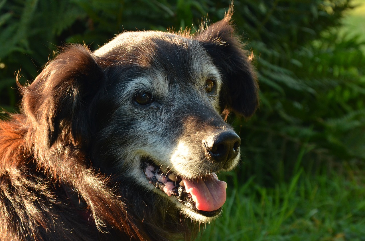 Cane vive con un senzatetto