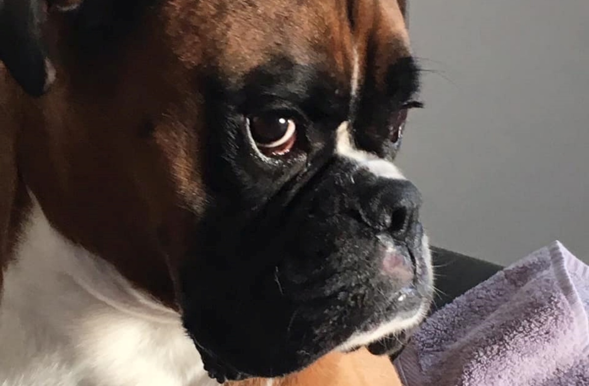 La padrona lo lascia solo in macchina per qualche minuto: guardate cosa fa il cane al suo ritorno
