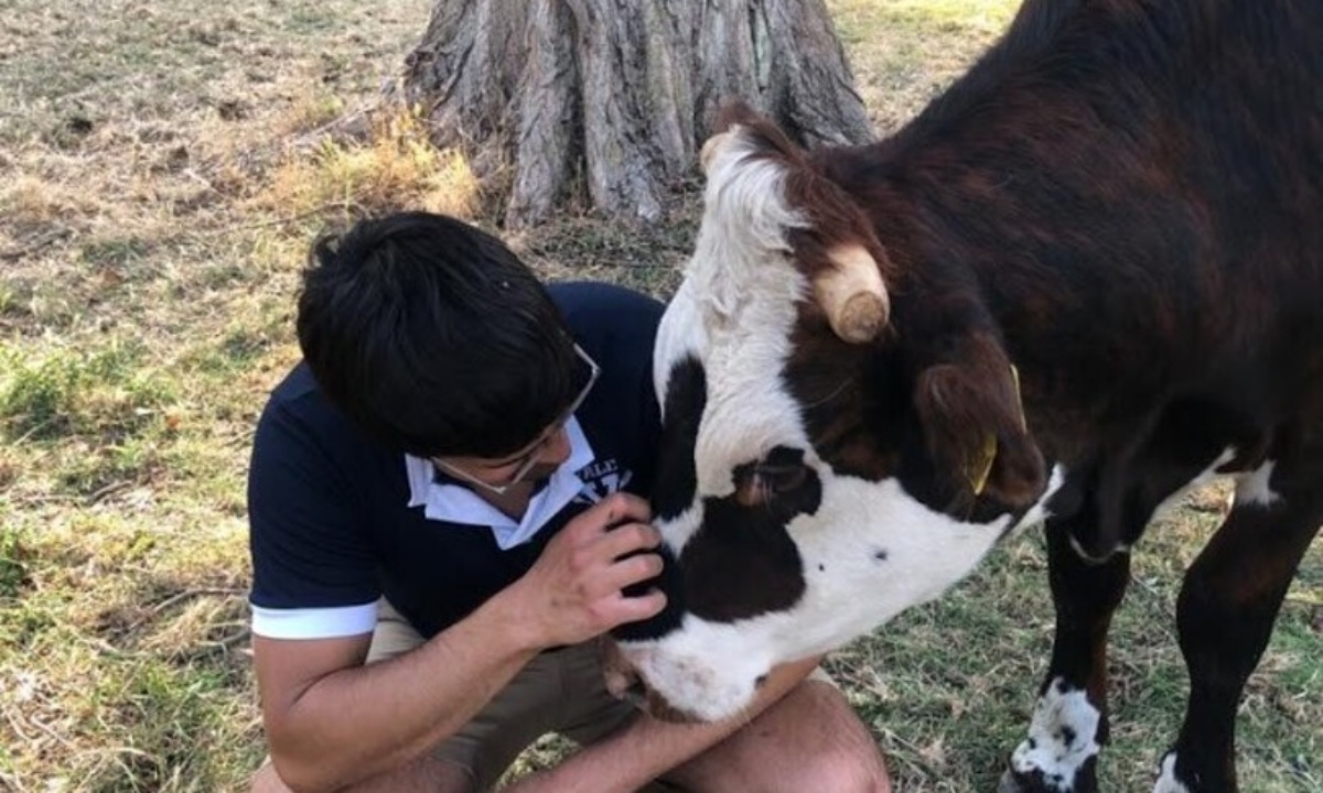 Ragazzo salva il bue Rufus dal macello