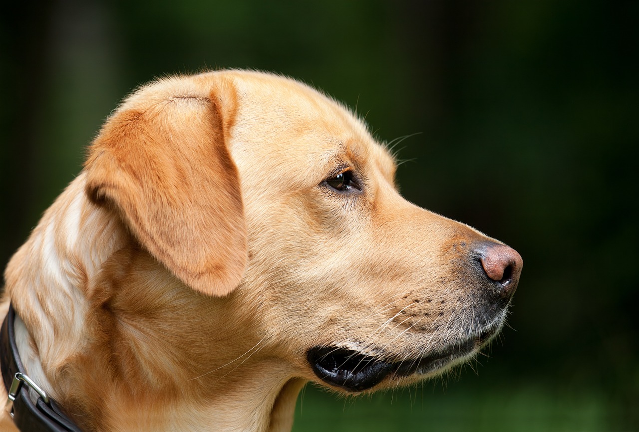 Questo cane è stato assunto da un ospedale è ha un compito molto importante. Sapete cosa fa?