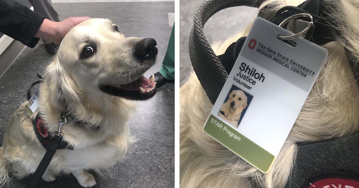 Cucciolo volontario in ospedale