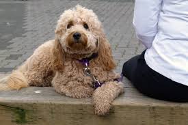 Cane di razza lagotto romagnolo