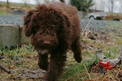 Cane di razza in difficoltà