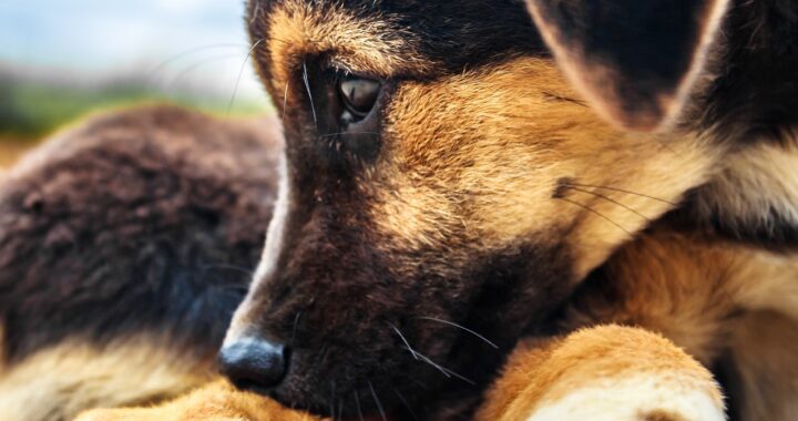 Senzatetto salva i cani