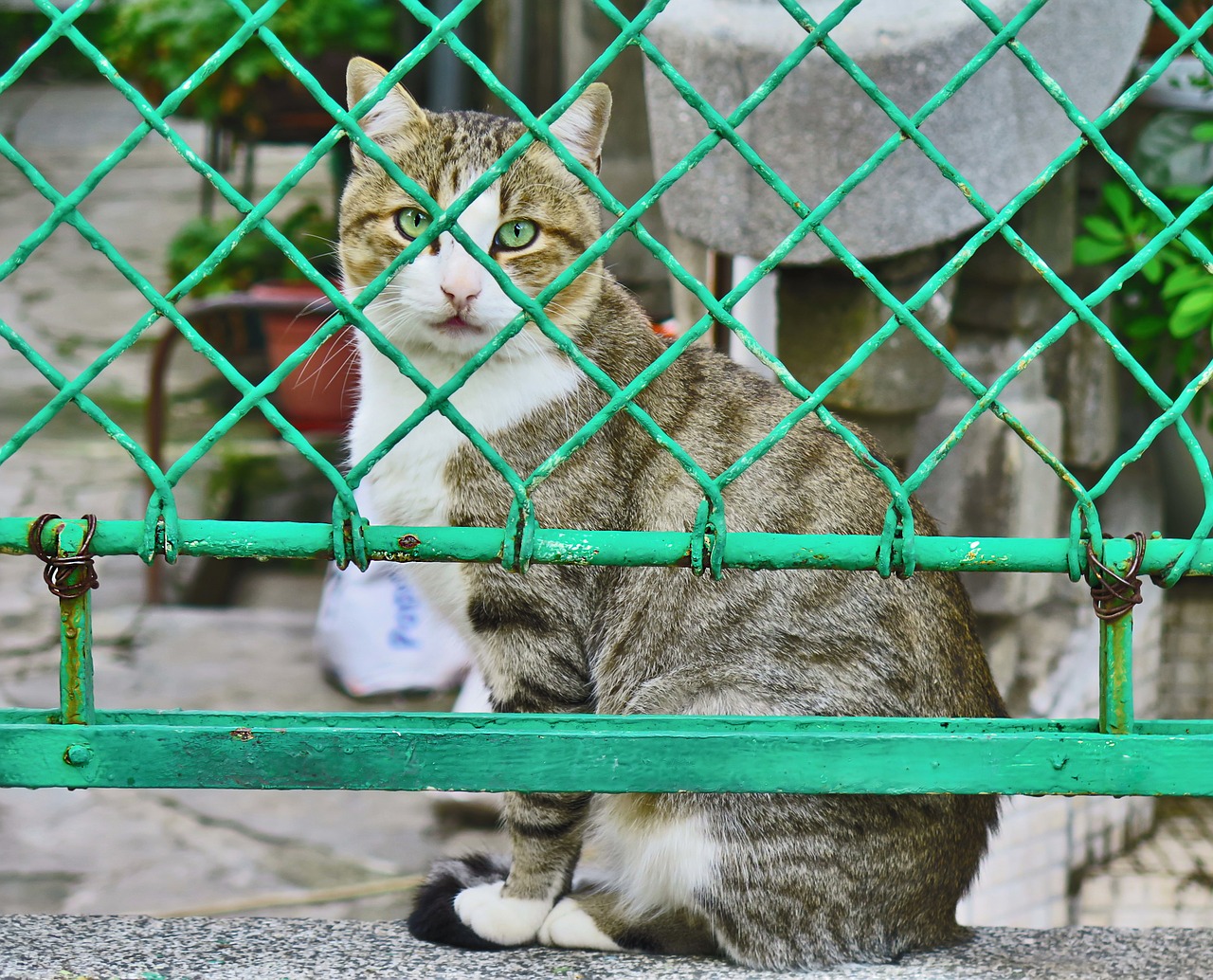 cani e gatti abbandonati