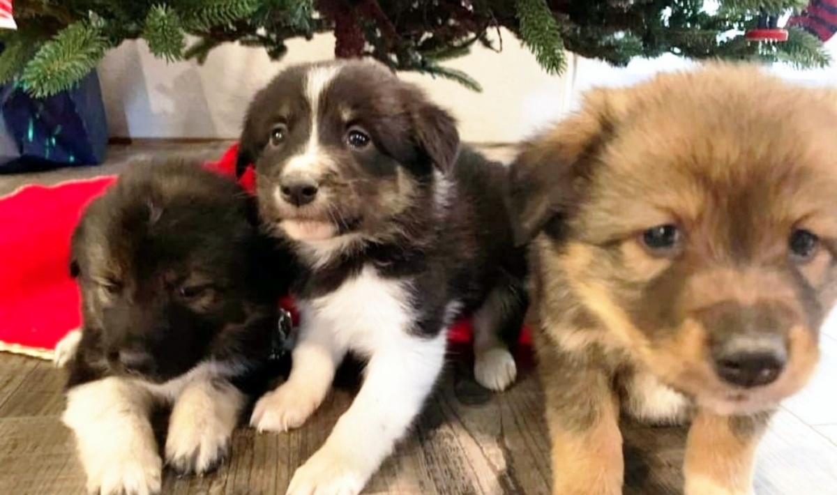 I tre cuccioli nel frigorifero