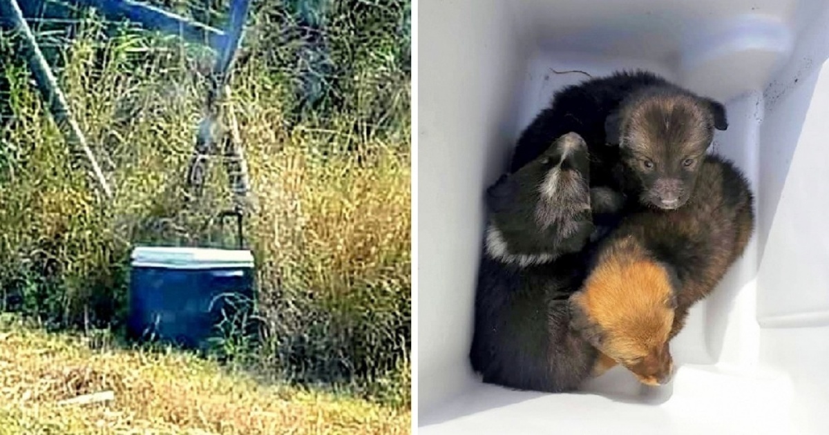Uomo trova un frigorifero portatile in mezzo ad un campo e curioso decide di aprirlo: “Sono rimasto sconvolto”