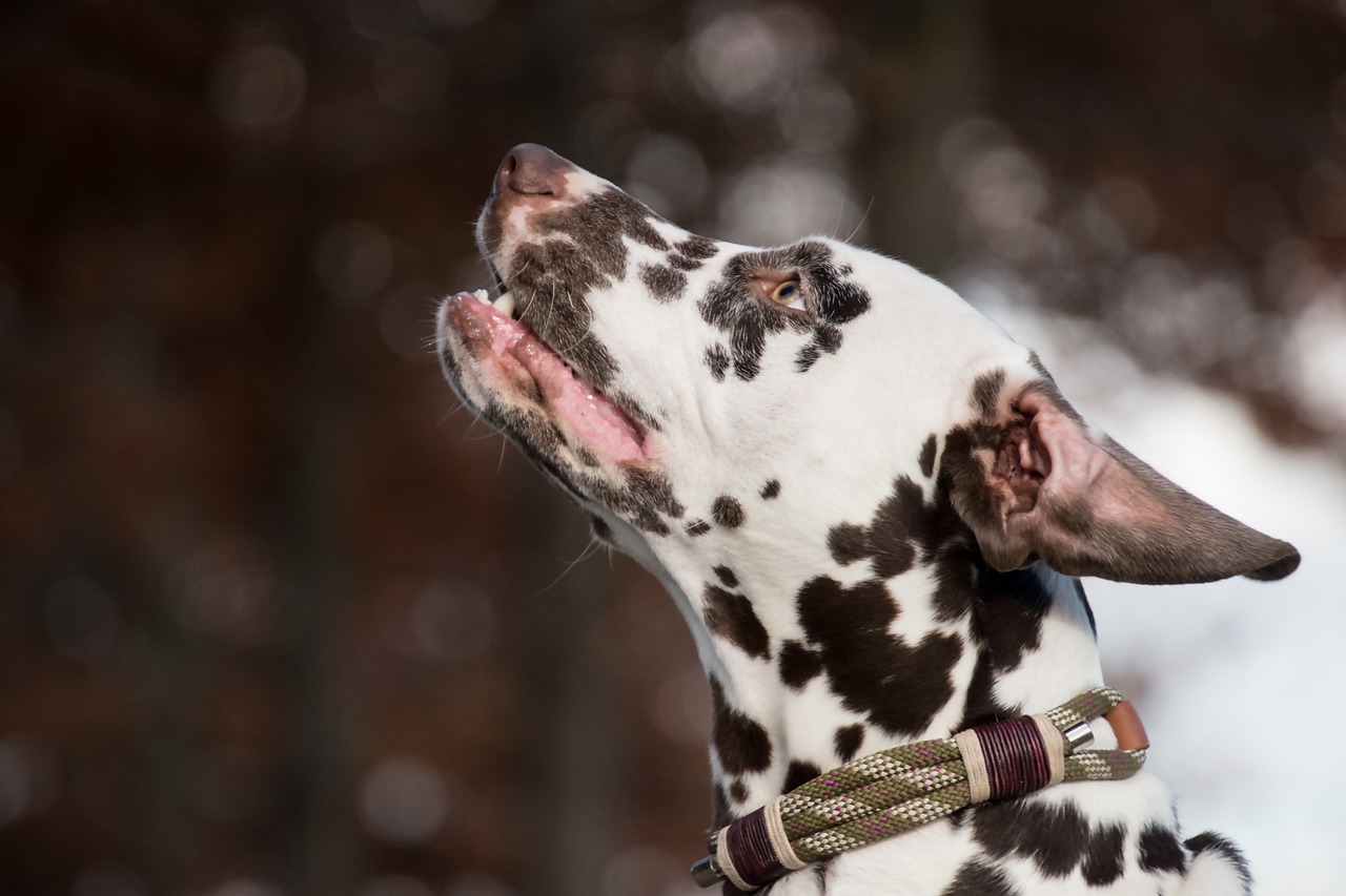 video divertente del Dalmata