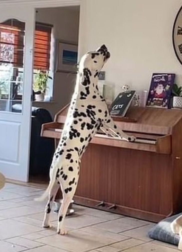 Cane ulula al pianoforte
