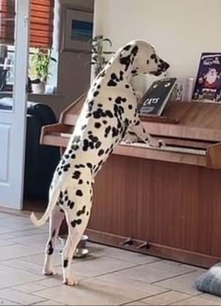 Dexter il cane al pianoforte